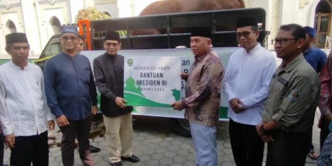 Sapi kurban 2023